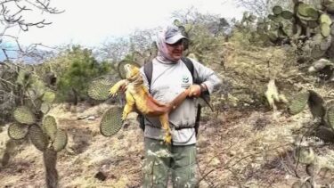 Slika od VIDEO Sreća na Galapagosu: ‘Žute iguane gotovo su izumrle, a sada im se povećava broj…’